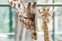 Najstariji zoološki vrt na svijetu slavi 270. rođendan, državnom BDP-u doprinosi sa 300 miliona evra