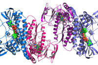 Суперкомпјутер открио структуру скоро свих познатих протеина