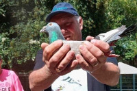 Putešestvije goluba Boba, iz Britanije prešao Atlantik i završio u Alabami