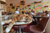 Кафић у Кракову омогућава гостима дружење с мачкама