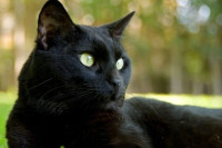 Зашто су домаће мачке у Пољској проглашене за „инвазивну туђинску врсту“