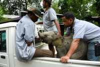 Indija: Spašeno mladunče slona koje je odlutalo od krda