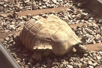 Ogromna kornjača zaustavila vozove u Engleskoj