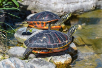 Toplija ljeta utiču na pol kornjača na Floridi
