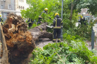 Drvo palo na ženu u Zagrebu