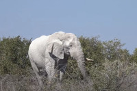 Mjanmar: Rijetki mali bijeli slon postao hit na društvenim mrežama
