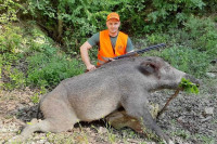 Odstrijelio zvijer tešku 150 kg: Vepar mjesecima pravio štetu