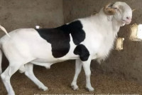 Ладоум овце из Сенегала које коштају више од аутомобила