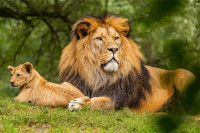 Данас је Свјетски дан лавова: "Краљеви животиња" на корак до листе угрожених врста