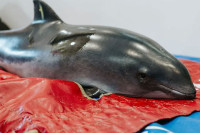 Нови Зеланд: Волонтери спасили седам од девет насуканих делфина