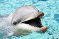 Јапанске власти трагају за делфином који је уједао људе