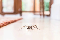 Научно објашњење: Зашто никада не би требало да убијате паука у кући?