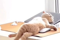Hit na Internetu: Mačka zaspala u do sad neviđenoj pozi VIDEO