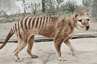 Научници планирају вишемилионско ускрснуће тасманијског тигра