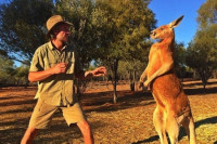 Kenguri opsjedaju australijski gradić, a napadaju i ljude