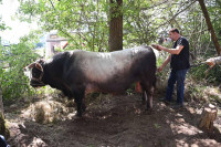 Borba bikova na Kočićevom zboru žešća nego ikad, nevrijeme potopilo arenu, a evo ko je ponio titulu "Jablan"