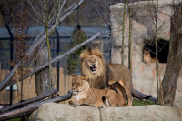 Лавови убили мушкарца у зоолошком врту