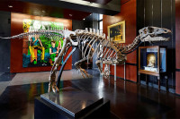 Skelet dinosaurusa "za dnevnu sobu" na prodaju u oktobru