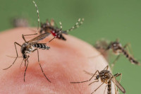 Вакцина која би могла да „промијени свијет“, оксфордски научници у борби против маларије