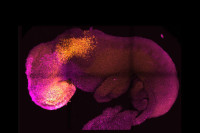 Направљен синтетички ембрион миша – нада за будуће третмане неплодности