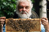 Краљевским пчелама "саопштено" да су добиле новог владара