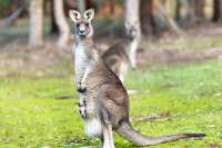 Аустралијанца усмртио кенгур којег је чувао као љубимца