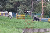 Коњи лутају бањалучким насељем Старчевица VIDEO