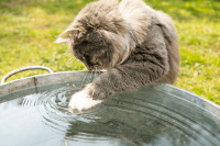 Зашто мачке не воле воду? Постоји много разлога, али ево најчешћих VIDEO