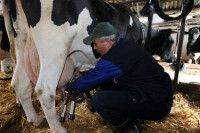 I fening više farme ostavlja u životu