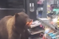 Medvjed ušao u prodavnicu i odnio namirnice, radnik sve posmatrao VIDEO
