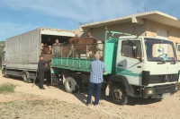 Требиње: Подијељене јунице за за девет пољопривредних домаћинстава