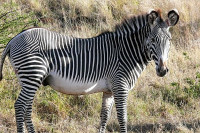 Суша у Кенији угрозила популацију Гревијевих зебри