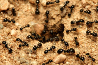 Koliko, zapravo, ima mrava na svijetu?