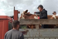 Подијељено десет висококвалитетнијих јуница