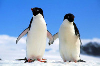 Воде бригу и о пингвинима: Ове жене су добиле посао у најзабаченијој пошти на свијету