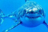 Орке лове и убијају највећег морског предатора - бијелу ајкулу ВИДЕО