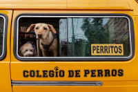 Psi se voze do vrtića u žutom školskom autobusu u Čileu