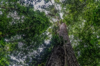 Džinovsko drvo visoko 88,5 i široko 9,9 metara