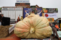 САД: На фестивалу изложена бундева тешка тону и 161 килограм