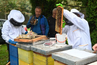 Жртвама мина пчеларство шанса за зараду