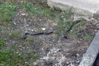Змија дуга метар и по нађена у насељу Буџак