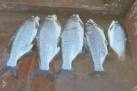 Угинула риба у Дрини аутохтона, штета ненадокнадива