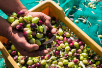 Квалитет маслине гарантује врхунска уља