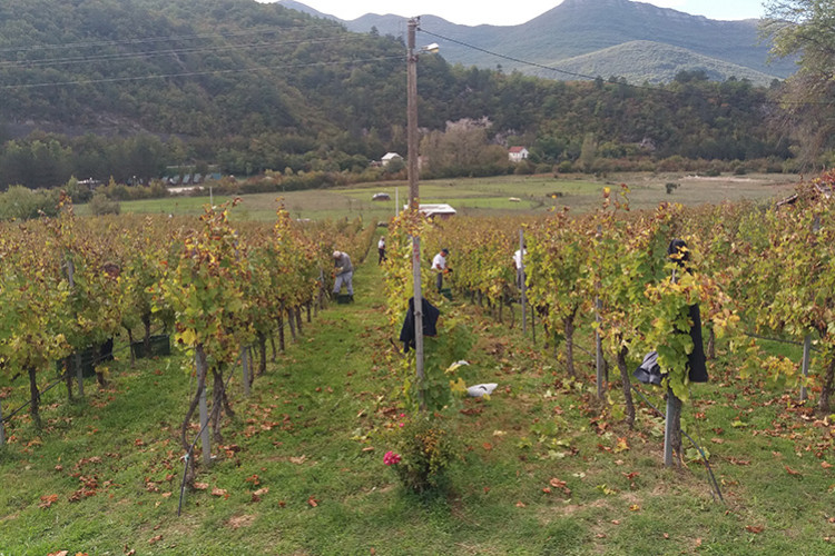 Počela berba grožđa u Carskim vinogradima „Podruma Vukoje 1982“