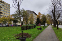 Obnova drvoreda na Bulevaru Stepe Stepanovića: Nova stabla mijenjaju “opasna”