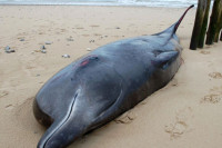 Kit dug osam metara nasukao se na obalu Francuske