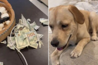 Власница се шокирала кад је видјела да јој је пас растргао и појео 2.000 долара ВИДЕО