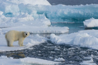 Климатолози кажу да љетни лед на Арктику нестаје до 2050.