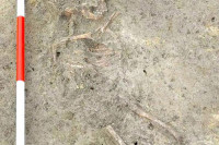 У Хрватској пронађен костур дјетета сахрањеног прије више од 6500 година