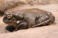 Необичан позив националних паркова у САД: Не лижите кожу психоделичних жаба